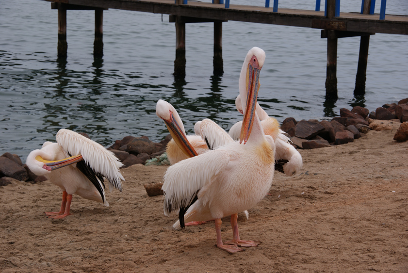 14  im hafen von walvis bay.jpg